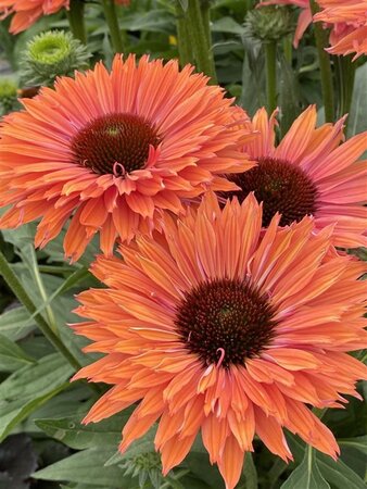Echinacea Sunseekers Rainbow geen maat specificatie 0,55L/P9cm - afbeelding 4