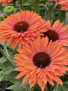 Echinacea Sunseekers Rainbow geen maat specificatie 0,55L/P9cm - afbeelding 4