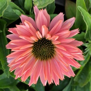 Echinacea Sunseekers Salmon geen maat specificatie 0,55L/P9cm