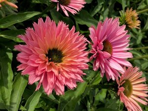 Echinacea Sunseekers Salmon geen maat specificatie 0,55L/P9cm - afbeelding 2