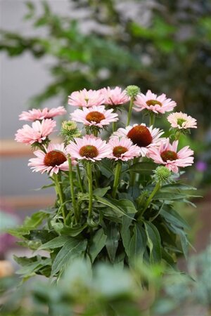 Echinacea Sunseekers Salmon geen maat specificatie 0,55L/P9cm - afbeelding 3