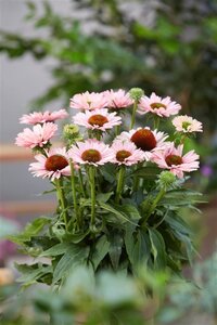 Echinacea Sunseekers Salmon geen maat specificatie 0,55L/P9cm - afbeelding 3