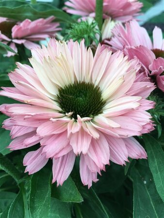 Echinacea Sunseekers Salmon geen maat specificatie 0,55L/P9cm - afbeelding 4