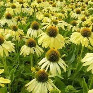 Echinacea 'Sunrise' geen maat specificatie 0,55L/P9cm - afbeelding 2