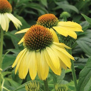 Echinacea 'Sunrise' geen maat specificatie 0,55L/P9cm