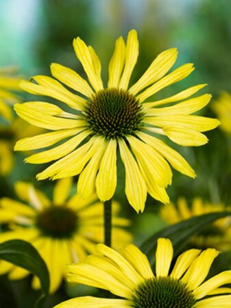 Echinacea 'Sunrise' geen maat specificatie 0,55L/P9cm - image 4