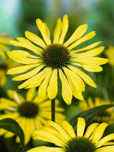 Echinacea 'Sunrise' geen maat specificatie 0,55L/P9cm - image 4