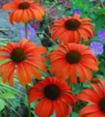 Echinacea 'Tangerine Dream' geen maat specificatie 0,55L/P9cm - afbeelding 1