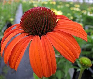 Echinacea 'Tangerine Dream' geen maat specificatie 0,55L/P9cm - afbeelding 2