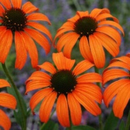 Echinacea 'Tangerine Dream' geen maat specificatie 0,55L/P9cm - afbeelding 3