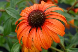 Echinacea 'Tangerine Dream' geen maat specificatie 0,55L/P9cm