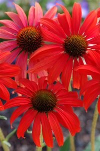Echinacea 'Tomato Soup' geen maat specificatie 0,55L/P9cm - afbeelding 2
