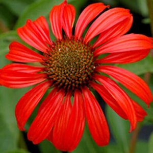 Echinacea 'Tomato Soup' geen maat specificatie 0,55L/P9cm - afbeelding 3