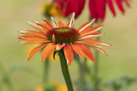 Echinacea 'Tiki Torch' geen maat specificatie 0,55L/P9cm