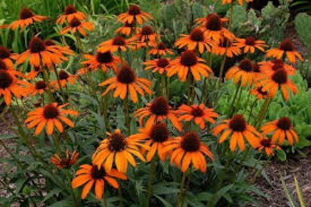 Echinacea 'Tiki Torch' geen maat specificatie 0,55L/P9cm - afbeelding 3