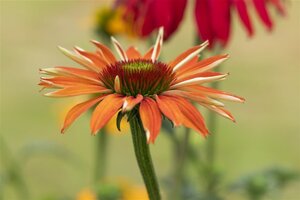 Echinacea 'Tiki Torch' geen maat specificatie 0,55L/P9cm