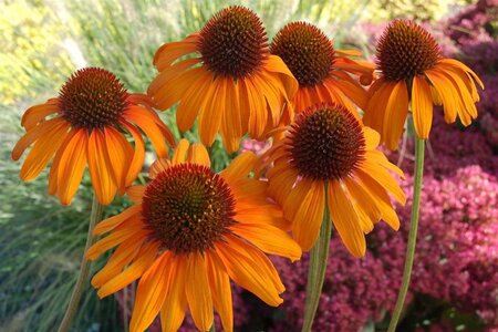 Echinacea 'Tiki Torch' geen maat specificatie 0,55L/P9cm - image 2