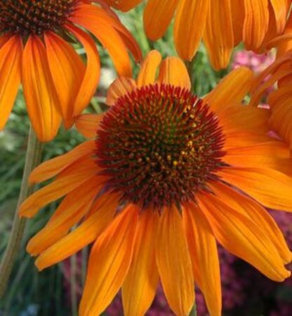 Echinacea 'Tiki Torch' geen maat specificatie 0,55L/P9cm - image 4