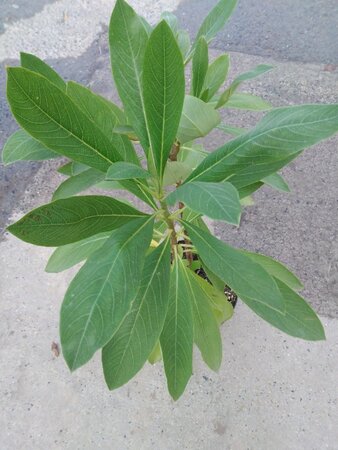 Edgeworthia chrysantha 50-60 cm cont. 7,5L - afbeelding 1