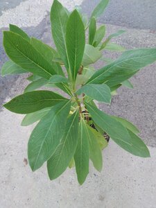 Edgeworthia chrysantha 50-60 cm cont. 7,5L