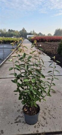 Elaeagnus ebbingei 100-125 cm cont. 10L - afbeelding 1