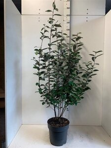 Elaeagnus ebbingei 100-125 cm cont. 10L - afbeelding 4