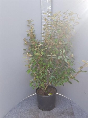 Elaeagnus ebbingei 100-125 cm cont. 10L - image 3