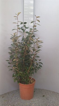 Elaeagnus ebbingei 100-125 cm cont. 10L - image 2