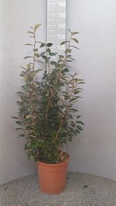 Elaeagnus ebbingei 100-125 cm cont. 10L - image 2
