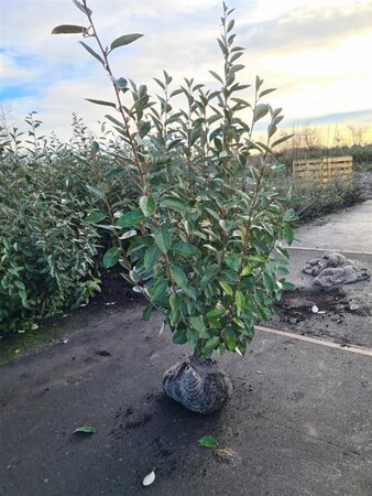 Elaeagnus ebbingei 100-125 cm met kluit - afbeelding 8