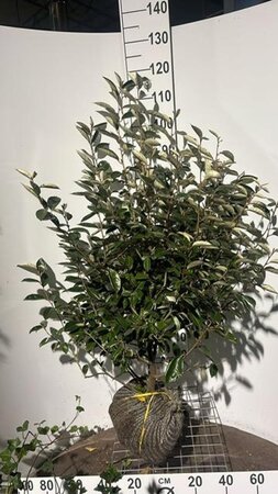 Elaeagnus ebbingei 100-125 cm met kluit - afbeelding 4
