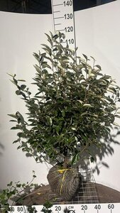 Elaeagnus ebbingei 100-125 cm met kluit - afbeelding 4