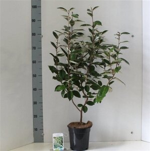 Elaeagnus ebbingei 100-125 cm met kluit - afbeelding 5