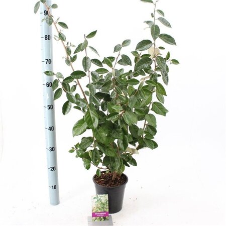 Elaeagnus ebbingei 100-125 cm met kluit - afbeelding 6