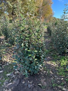 Elaeagnus ebbingei 100-125 cm met kluit - afbeelding 9