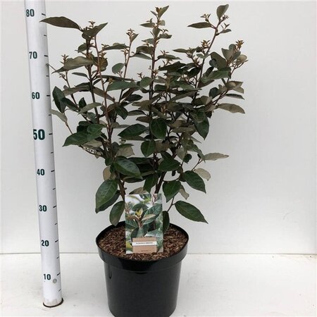 Elaeagnus ebbingei 100-125 cm met kluit - afbeelding 7