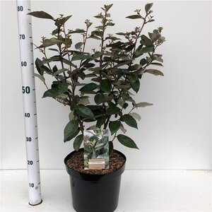 Elaeagnus ebbingei 100-125 cm met kluit - afbeelding 7