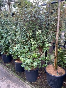 Elaeagnus ebbingei 150-175 cm cont. 50L