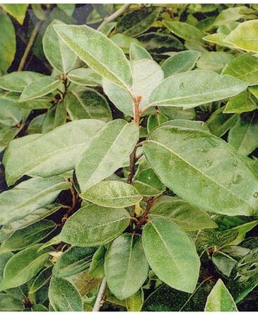 Elaeagnus ebbingei 30-40 cm cont. 3,0L - afbeelding 4