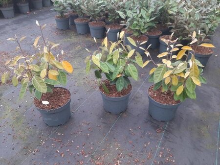 Elaeagnus ebbingei 30-40 cm cont. 3,0L - afbeelding 3