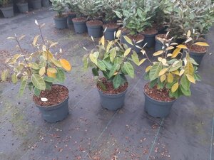 Elaeagnus ebbingei 30-40 cm cont. 3,0L - afbeelding 3