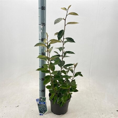 Elaeagnus ebbingei 30-40 cm cont. 3,0L - afbeelding 7