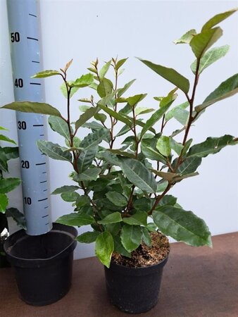 Elaeagnus ebbingei 30-40 cm cont. 3,0L - afbeelding 3