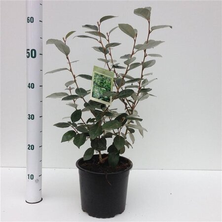 Elaeagnus ebbingei 30-40 cm cont. 3,0L - afbeelding 5