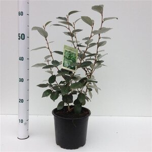Elaeagnus ebbingei 30-40 cm cont. 3,0L - afbeelding 5