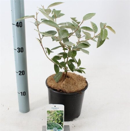 Elaeagnus ebbingei 30-40 cm cont. 3,0L - afbeelding 5
