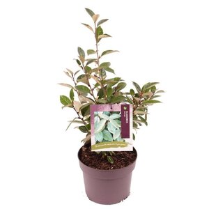 Elaeagnus ebbingei 30-40 cm cont. 3,0L - afbeelding 7