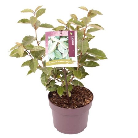 Elaeagnus ebbingei 30-40 cm cont. 3,0L - afbeelding 2