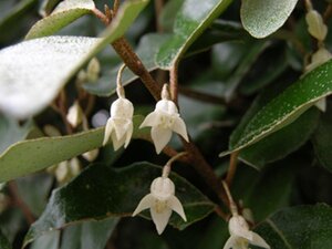 Elaeagnus ebbingei 30-40 cm cont. 3,0L - afbeelding 5