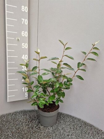 Elaeagnus ebbingei 30-40 cm cont. 3,0L - afbeelding 1